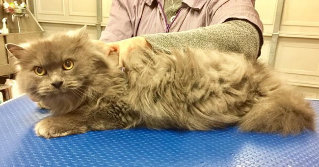 Vegeta is a Long Hair Russian Blue.