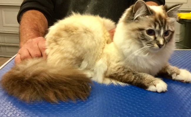 Crystal is a Ragdoll.