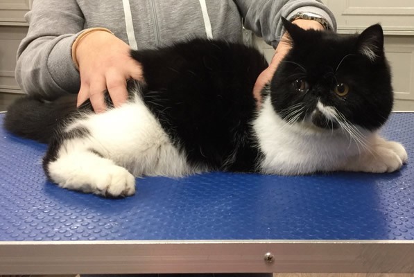 Zeytin is a Exotic Short Hair.