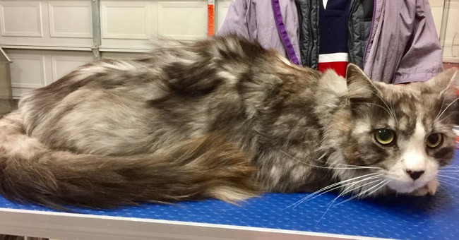 Sandy is a Long Hair Domestic.