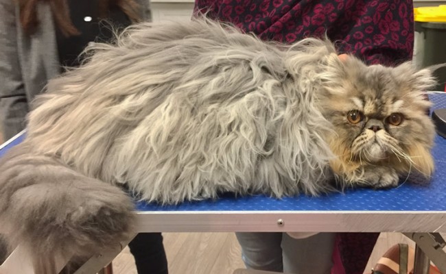 Mr Bean is a Persian.