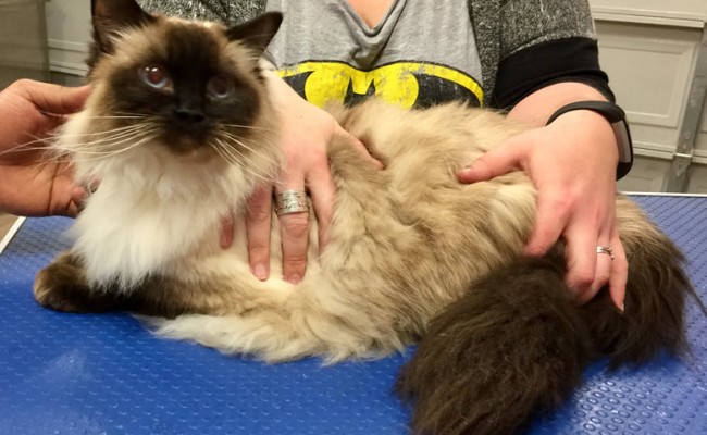 Sasha is a Ragdoll. You’ve got something to say Sasha?