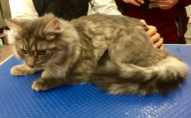 Henry is a mixture of Siberian, Scottish Fold and Domestic.