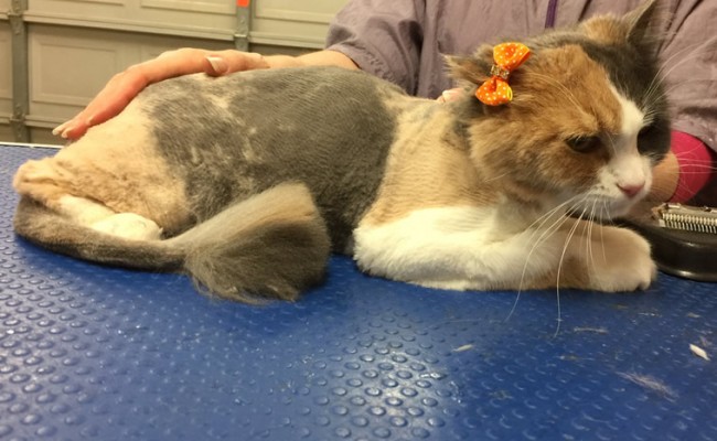 Poppy is a medium hair domestic.