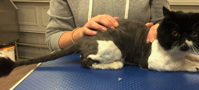 Zeytin is a Exotic Short Hair.