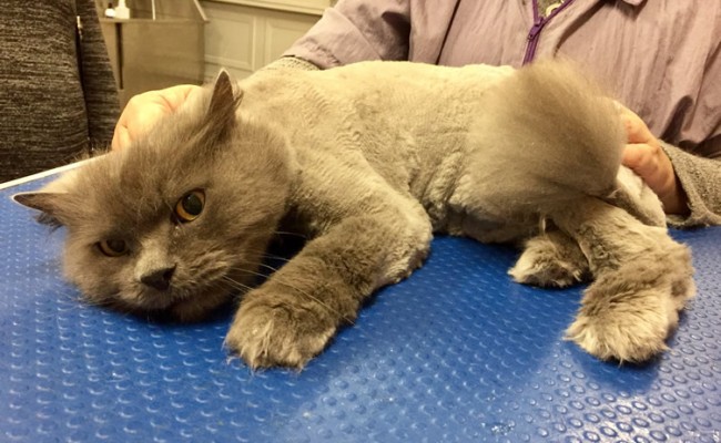 Vegeta is a Long Hair Russian Blue.