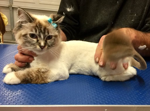 Crystal is a Ragdoll.