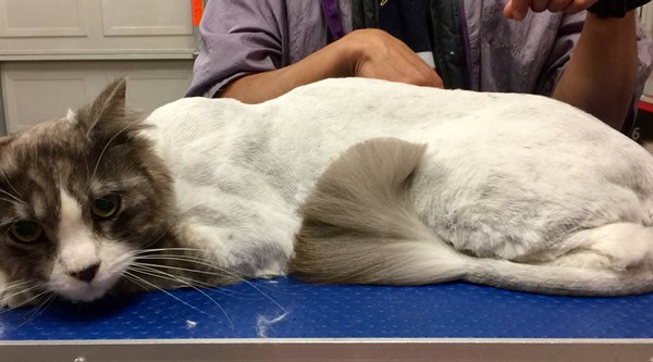 Sandy is a Long Hair Domestic.