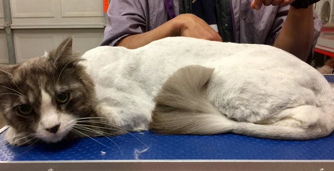 Sandy is a Long Hair Domestic.