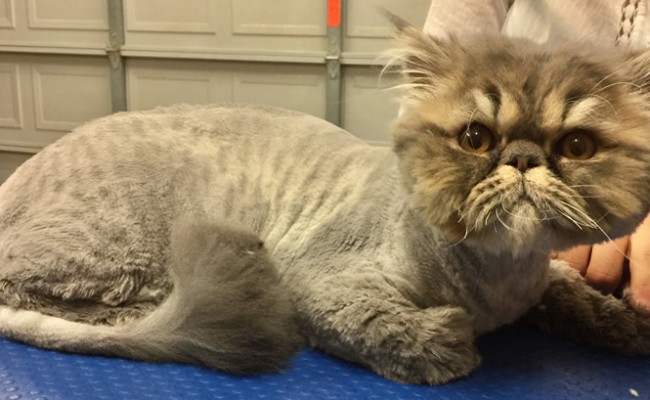 Mr Bean is a Persian.