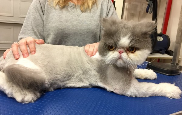 Harmony is a Persian.