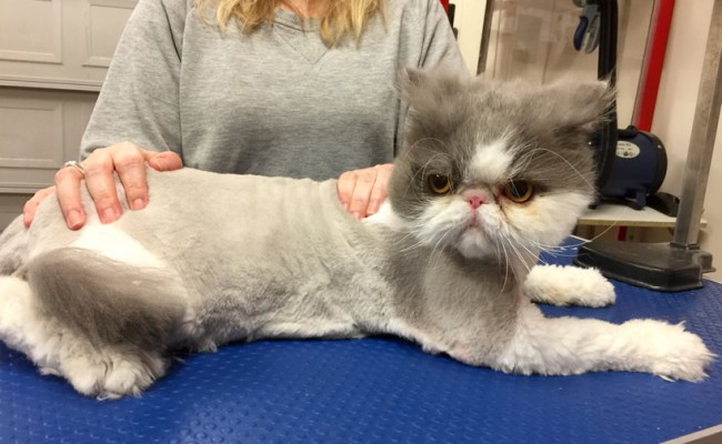 Harmony is a Persian.