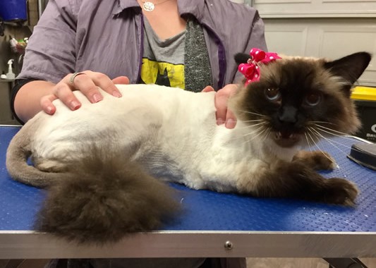 Sasha is a Ragdoll. You’ve got something to say Sasha?