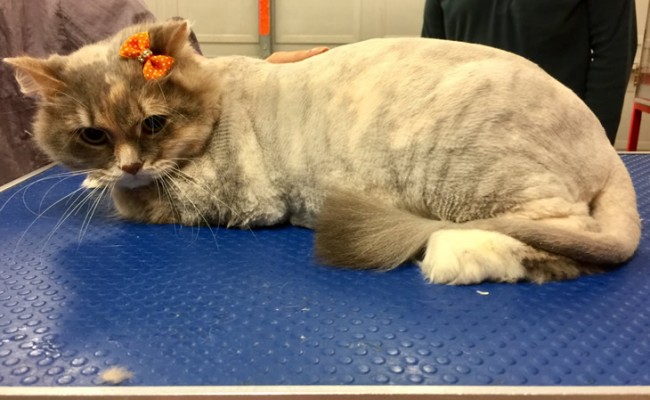 Bailey is a Siberian.