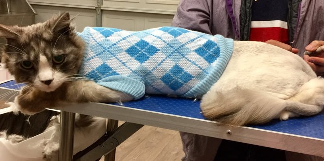 Sandy is a Long Hair Domestic.