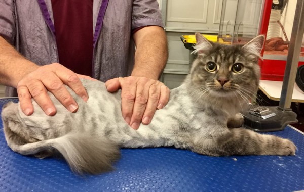 Henry is a mixture of Siberian, Scottish Fold and Domestic.