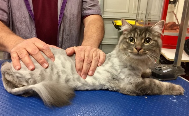 Henry is a mixture of Siberian, Scottish Fold and Domestic.