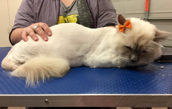 Jinx is a Ragdoll.