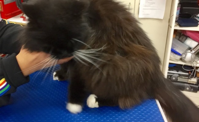 Coco is a Long Hair Domestic.