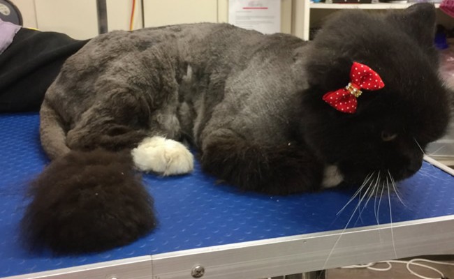 Coco is a Long Hair Domestic.