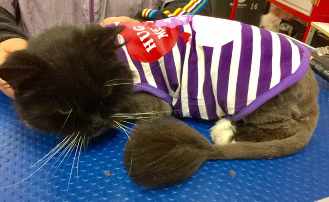 Coco is a Long Hair Domestic.