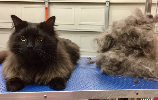 Mousse is a Long Hair Domestic.