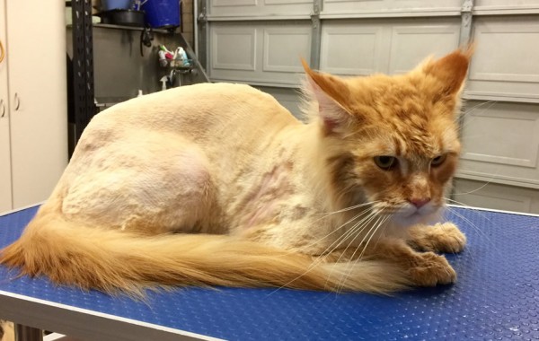 Drake is a 16 mth old Maine Coon.
