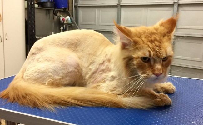 Drake is a 16 mth old Maine Coon.