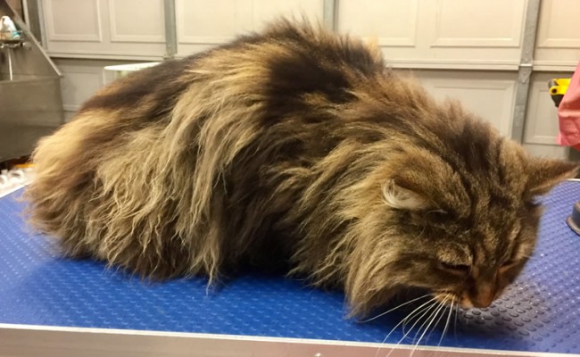 Kimmy is a Long Hair Tabby.