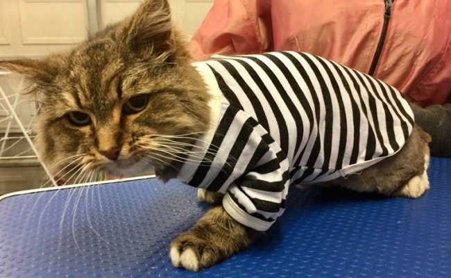 Kimmy is a Long Hair Tabby.