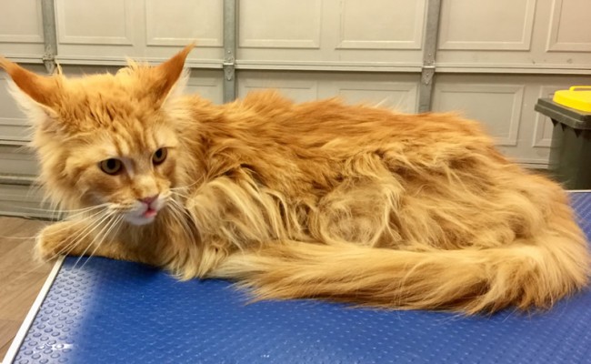 Drake is a 16 mth old Maine Coon.