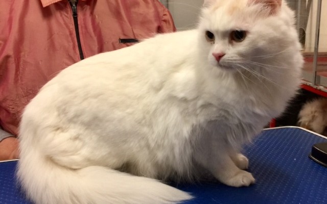 Fluffy is a Medium Hair Domestic.