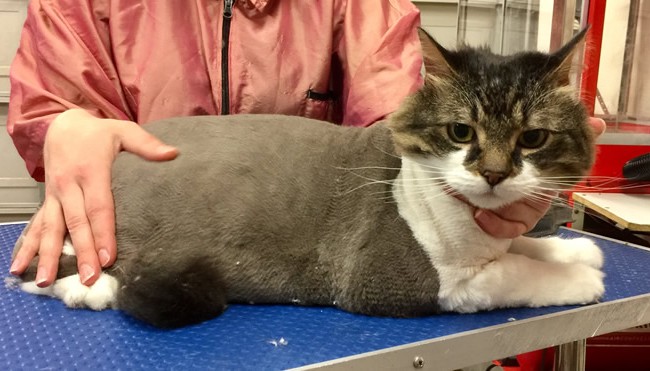 Harry is a Long Hair Domestic.