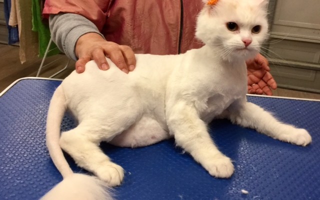 Fluffy is a Medium Hair Domestic.