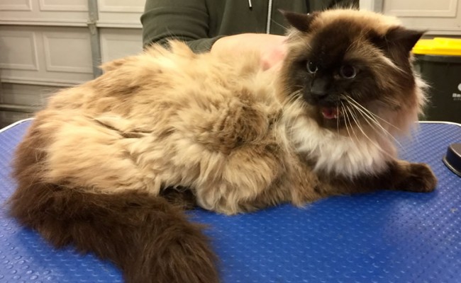 Berlioz is a Ragdoll.