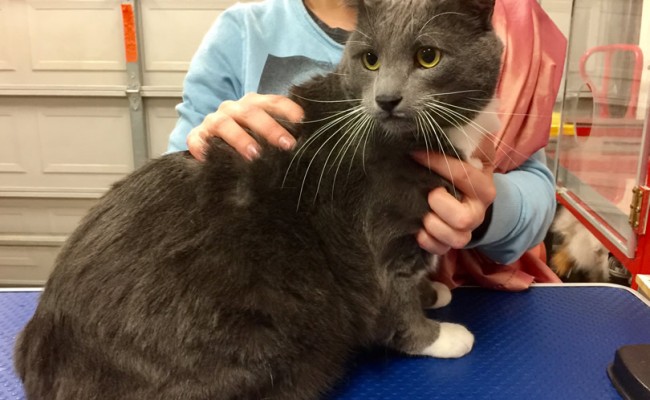 Meowgs is a 9kg Short Hair Domestic.