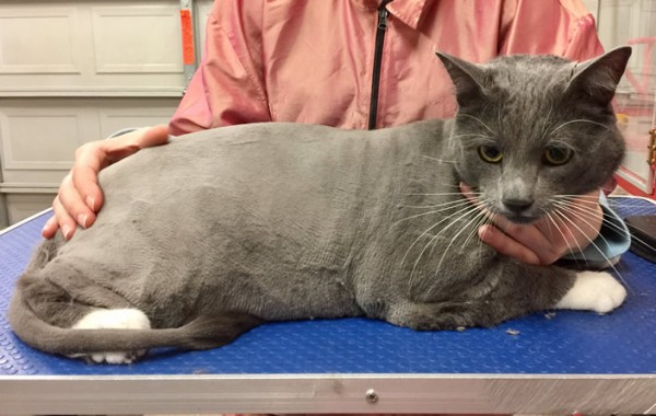 Meowgs is a 9kg Short Hair Domestic.