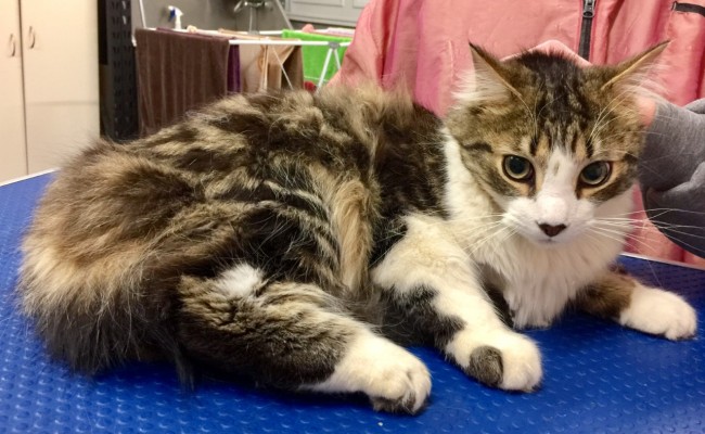 Harry is a Bengal x.