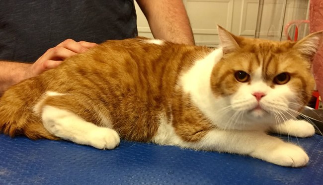 General Dumpling is a British Short Hair.