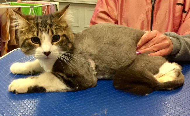 Harry is a Bengal x.