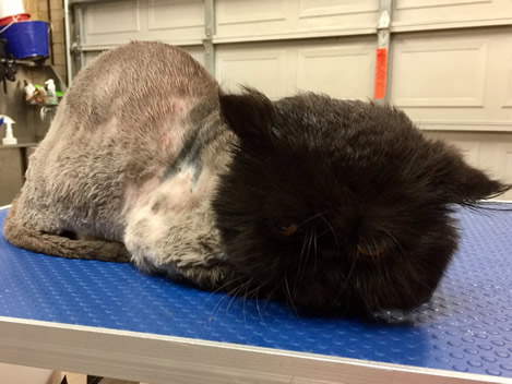 Shim is a Persian who was very badly matted. He would be feeling a whole lot better now.