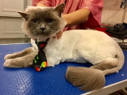 Yoshi is a Ragdoll.