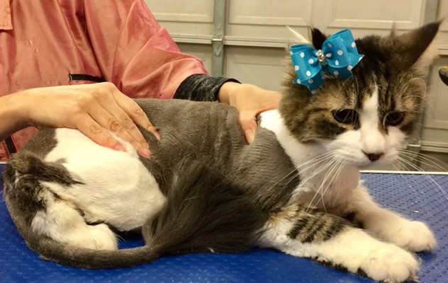 Risso is a medium hair domestic.