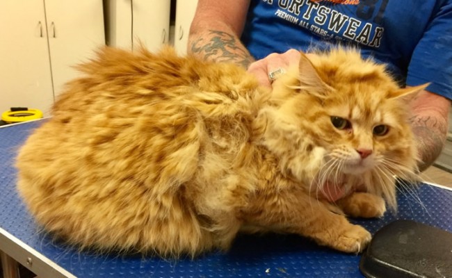 Hamish is a Long Hair Domestic