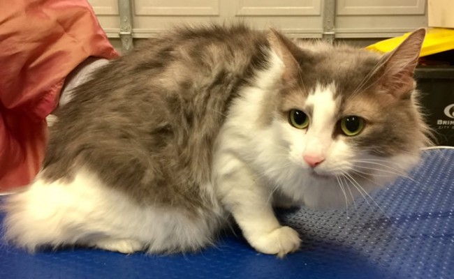 Stroppy is a Medium Hair Domestic