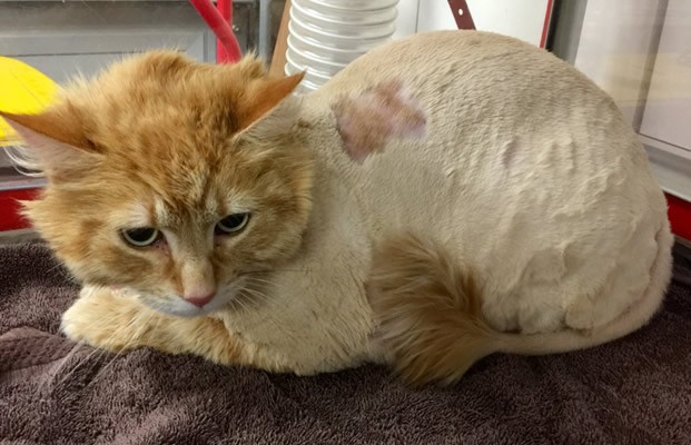 Hamish is a Long Hair Domestic