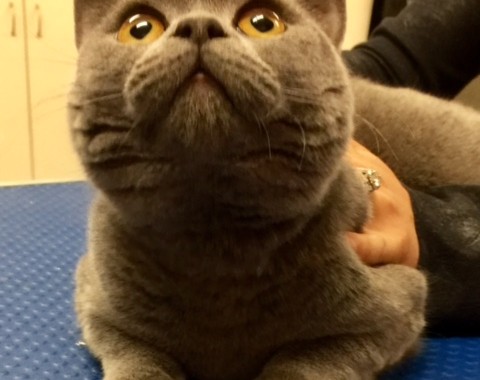 Aragorn is a British short hair. He is wearing lovely blue Softpaws