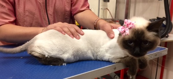 Julie is a Ragdoll.