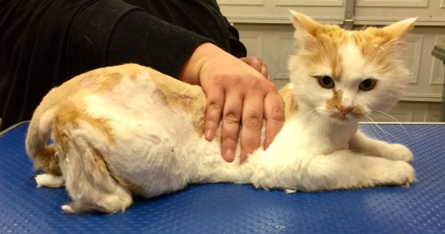 Cindy is a Long Hair Domestic.