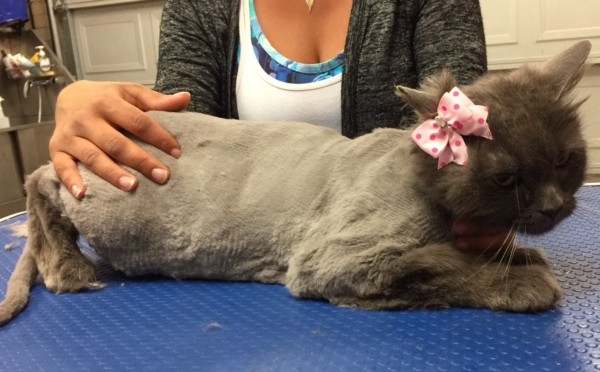 Abbey is a Long hair Russian blue x domestic.